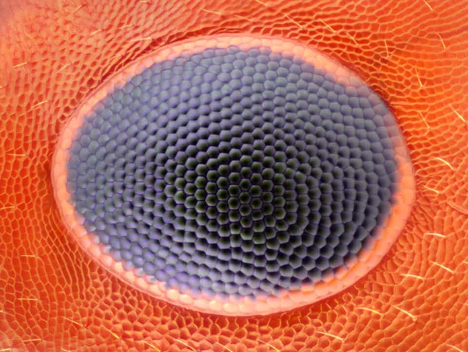 Ant eye