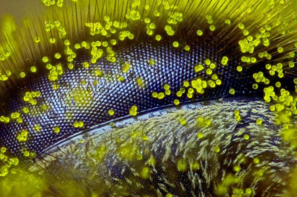 Eye of a honey bee covered in dandelion pollen