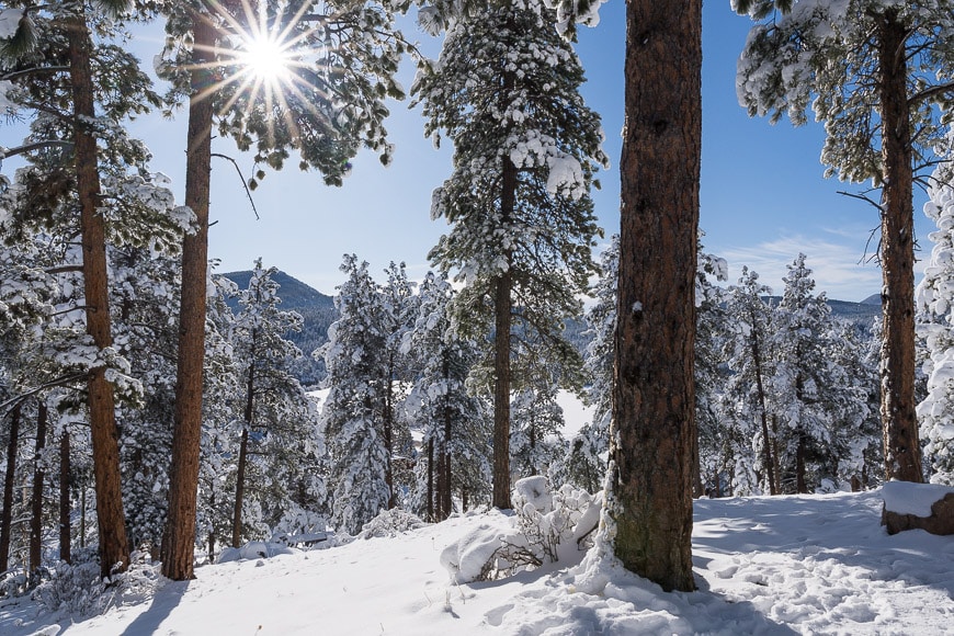 sun shining through trees in snow