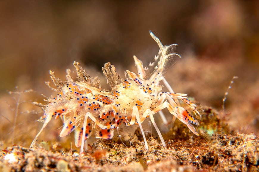 Underwater photography guide: underwater picture of sea creature in macro. A photo like this requires special gear.