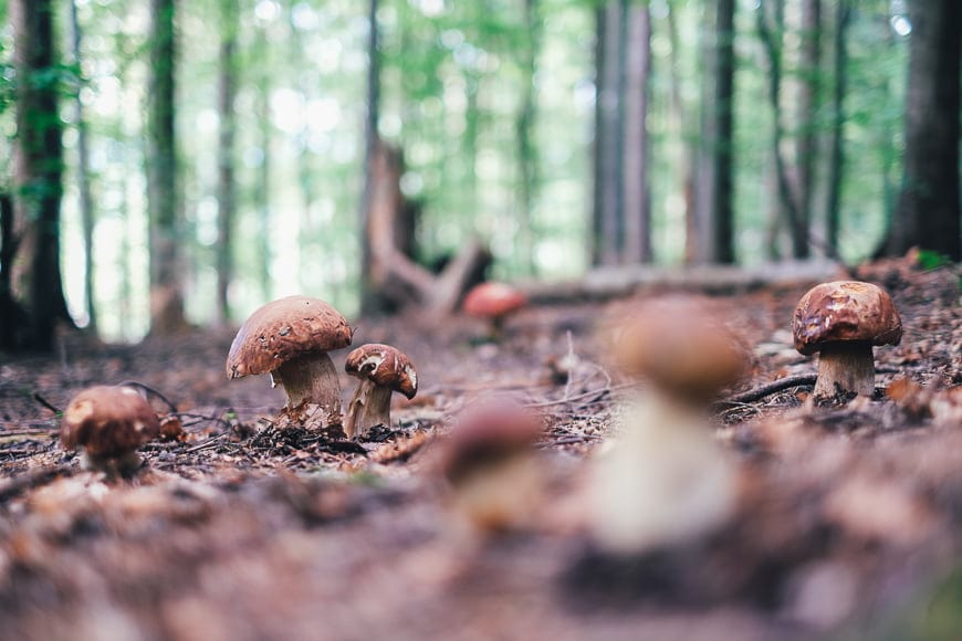 Mushrooms in forests are interesting subjects.