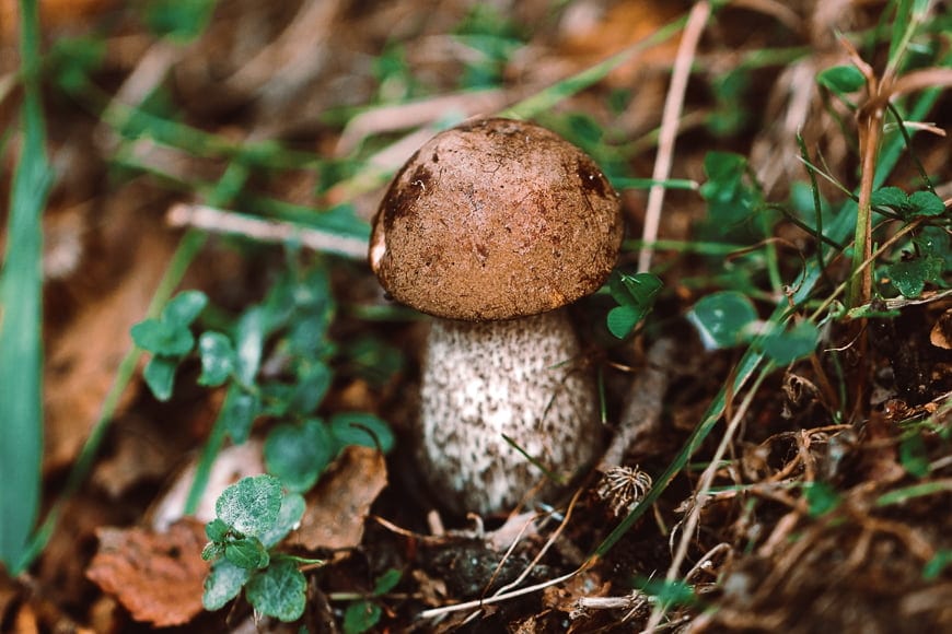 Mushroom in pine needles.
