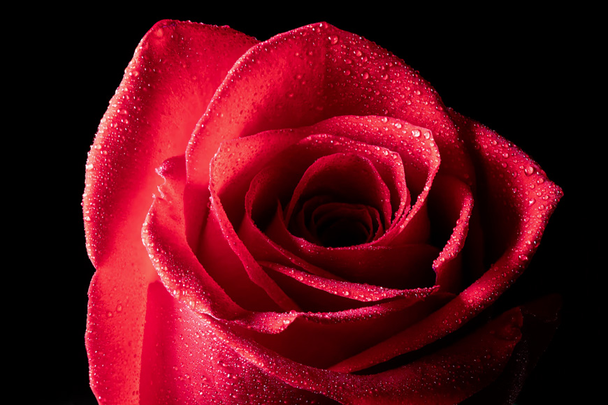 Macro imaging - rose petals