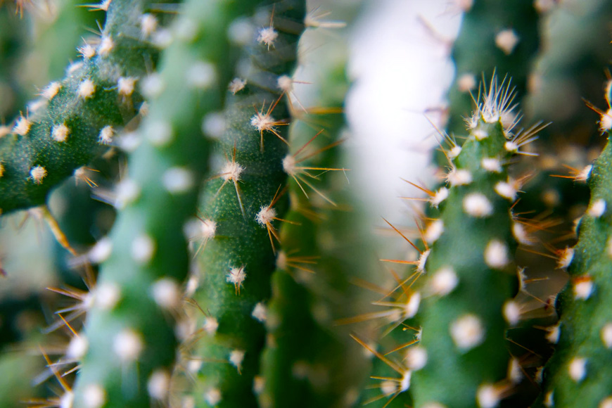 Full frame macro shot of cactus