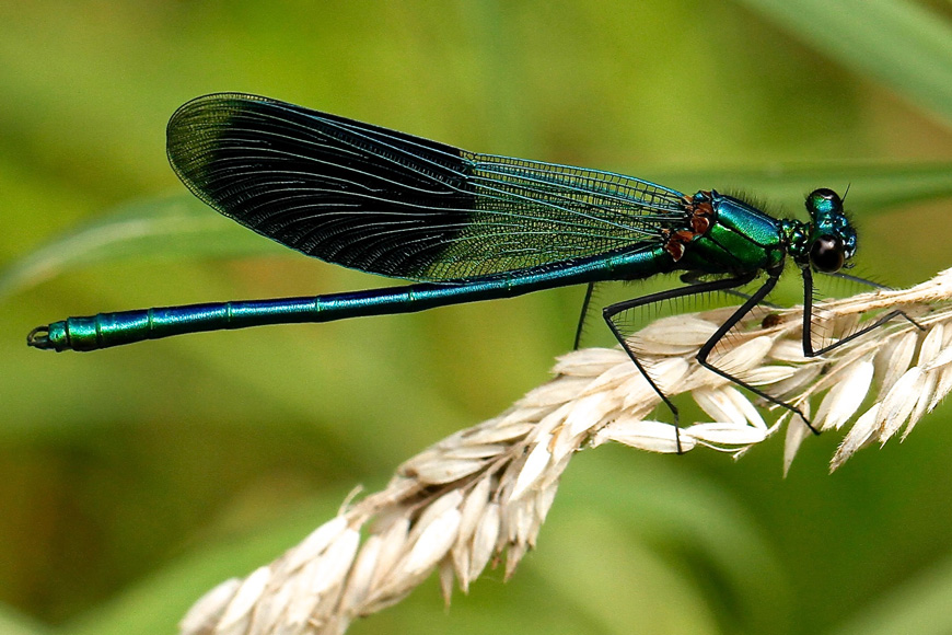 macro mode creates a life size view of a dragonfly