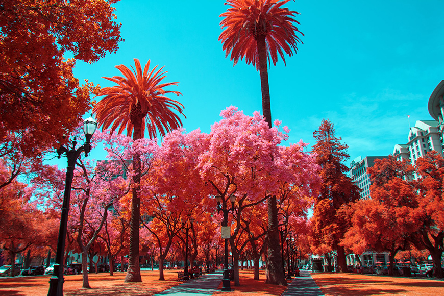 Credit: Andrii Ganzevych. "San Jose, CA, US. Canon 550d FullSpectrum with IRChrome filter."