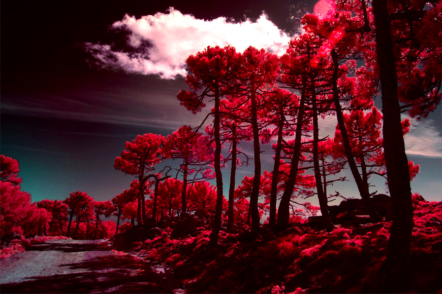Trees and sky in digital infrared