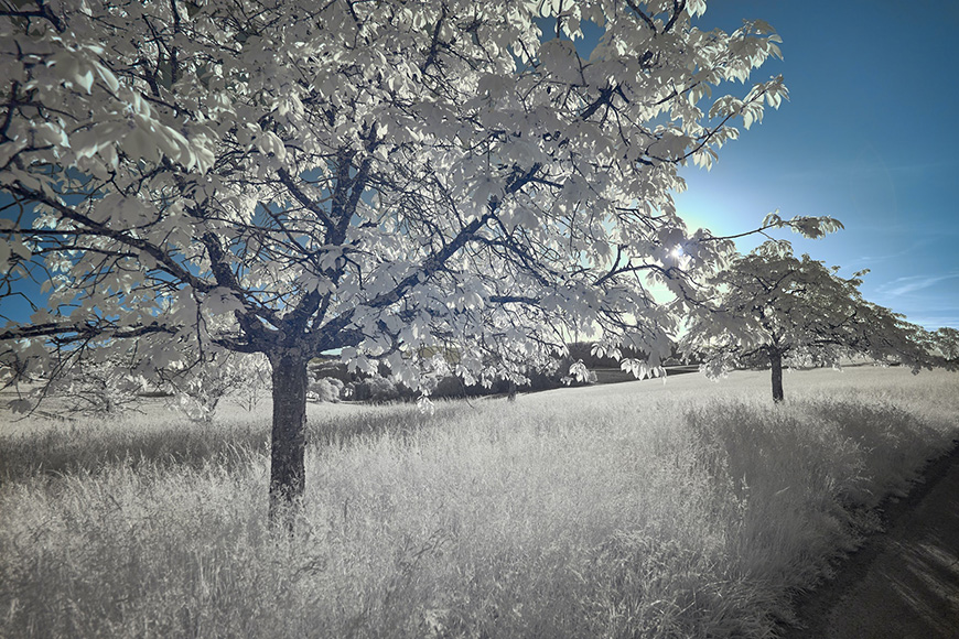 Wolfgang Hasselmann. “Infrared picture with 720nm with the balance on the leaves and color adjustment on the sky.”