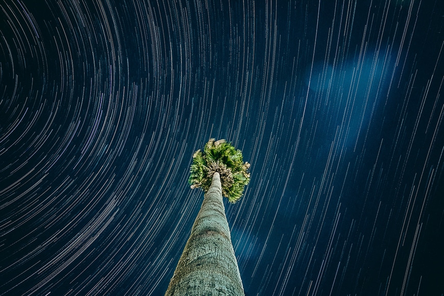 Star trails in the sky with a single tree in the center