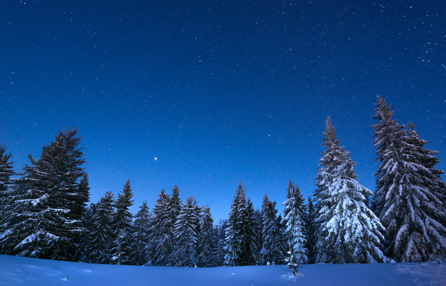 Snow covered pine trees under a starry night