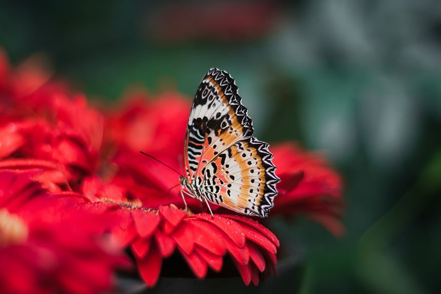 Macro photo of butterfly with shallow depth of field.