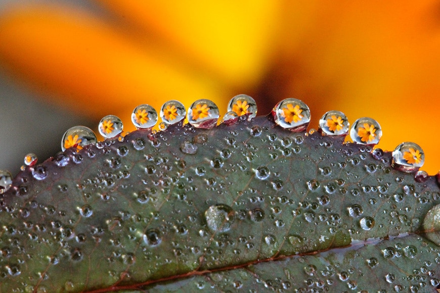 Macro flower photography with dew drops