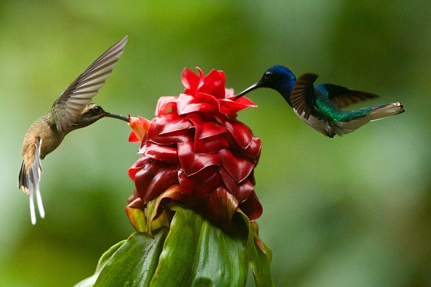 Hummingbirds and flower