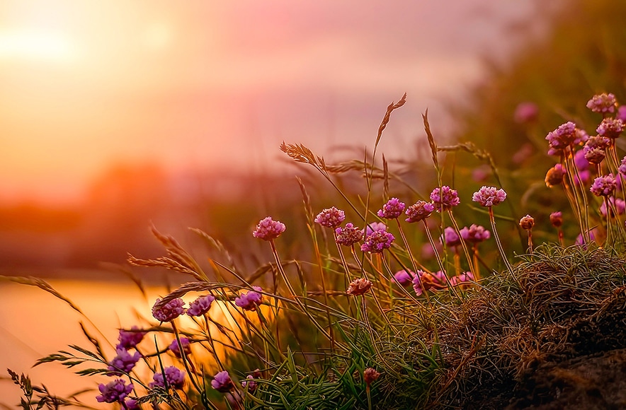 Wildflowers at golden hour