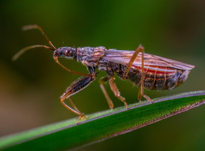 Full frame shot of a bug on a leaf