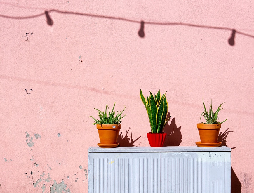 Image of cactuses against pink wall