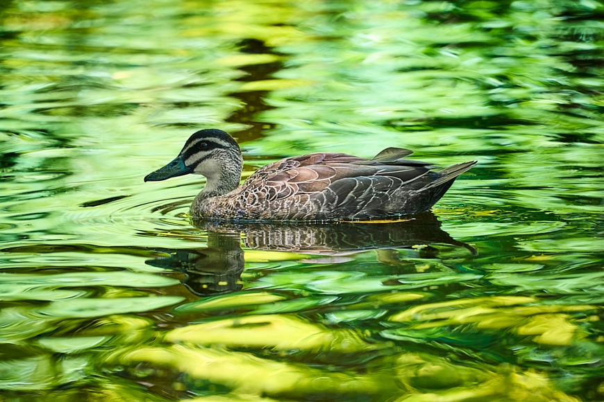 Duck swimming in green water