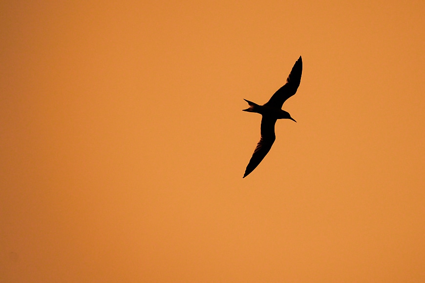 Silhouette of bird flying