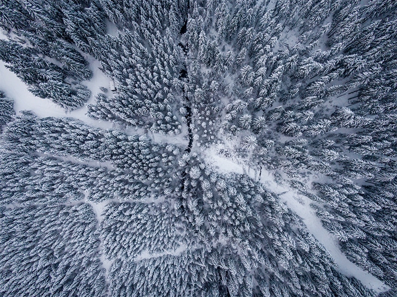Snow covered forest from above birds eye view