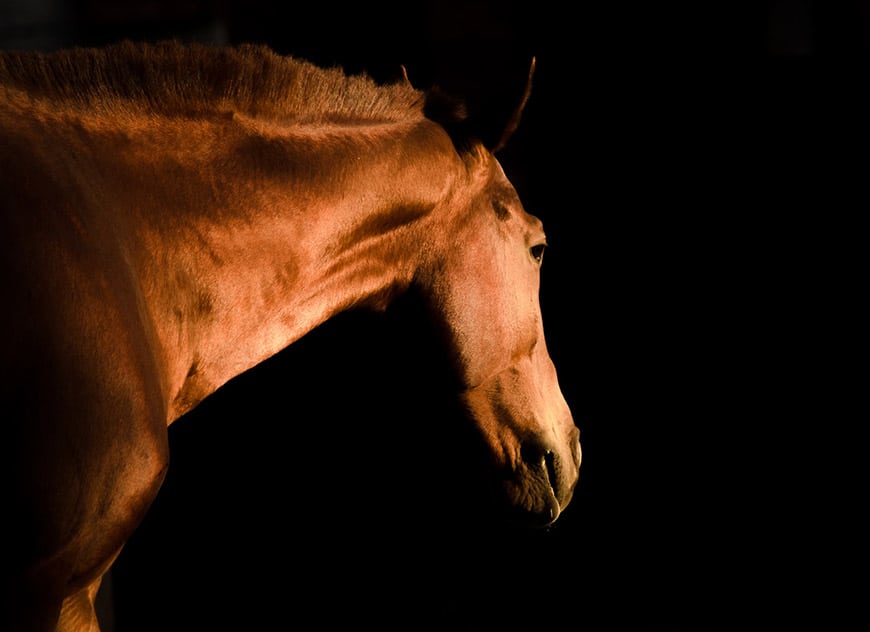 Photo of a horse against a dark background