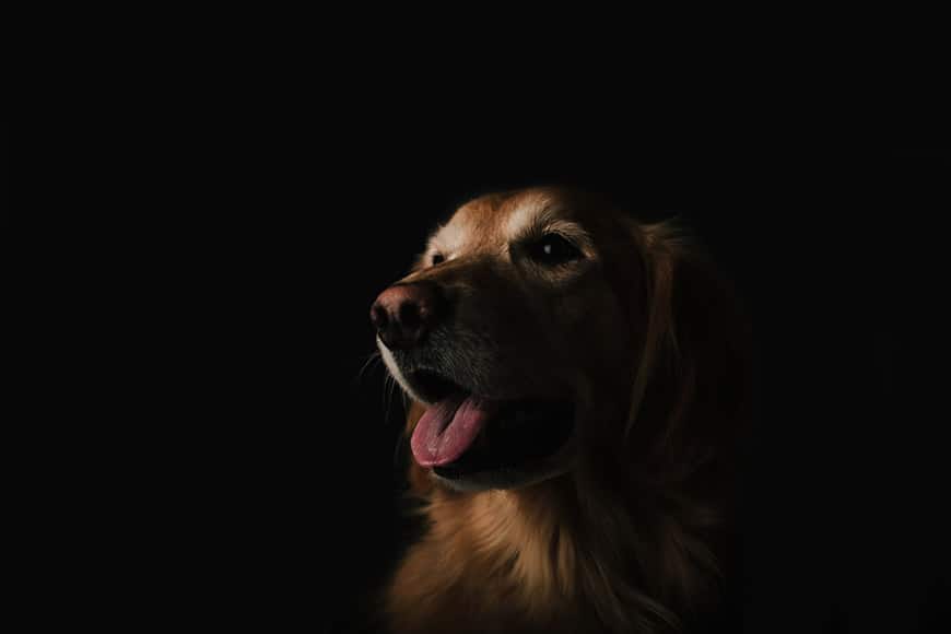 Darkly lit portrait of a dog
