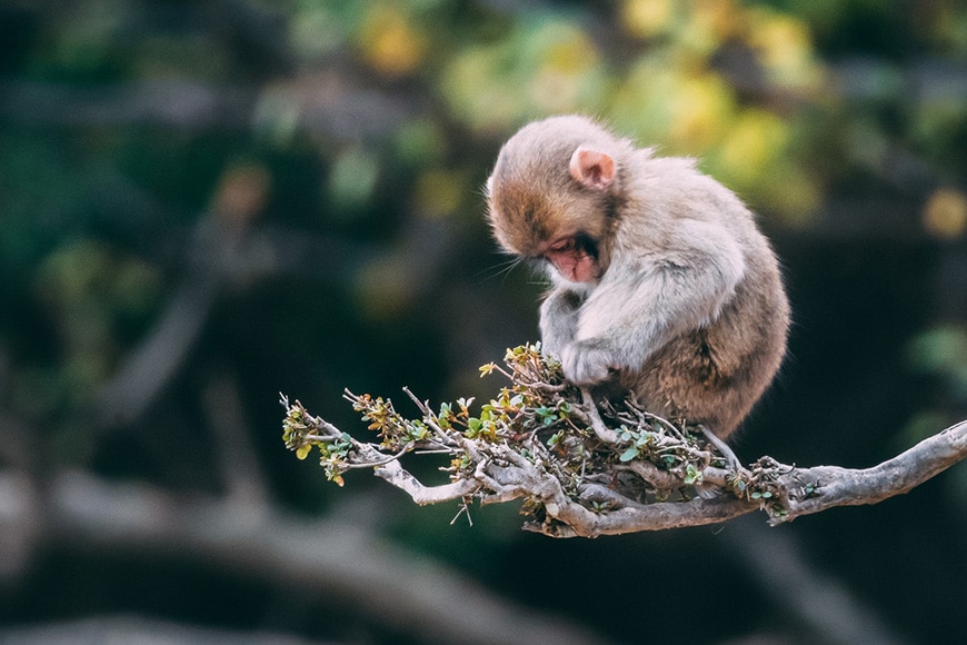 Cute small monkey