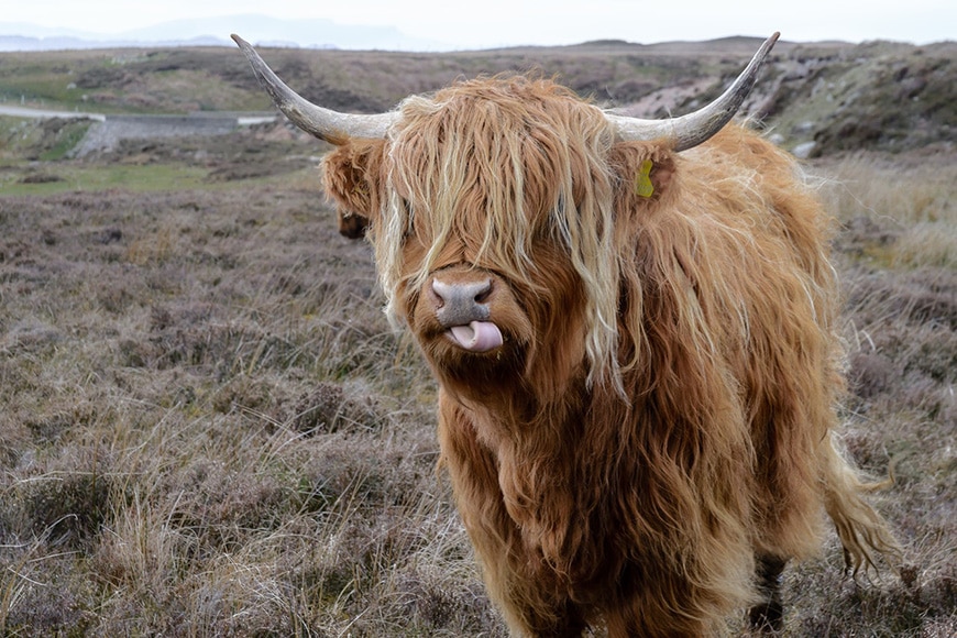 Long-haired bull with horns