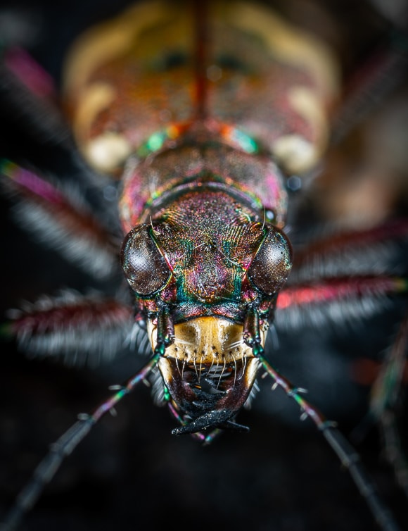 Macro closeup image of a fly