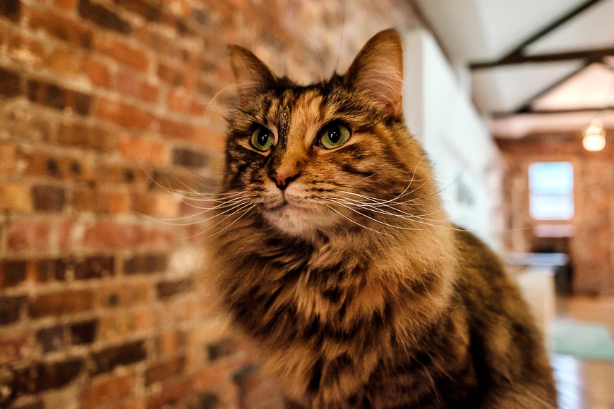 Photo of cat against brick wall