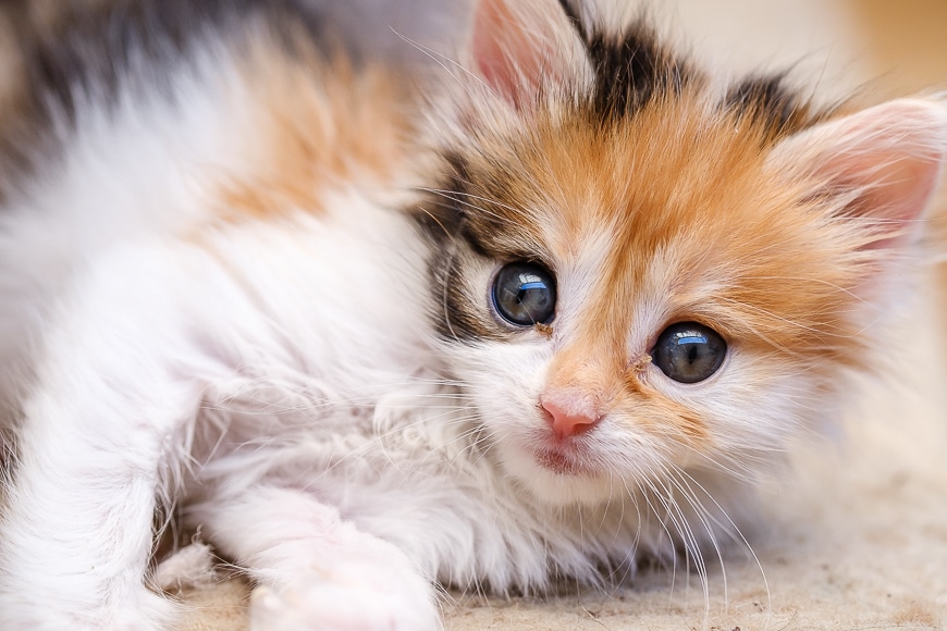 Photo of cute abandoned kitten.