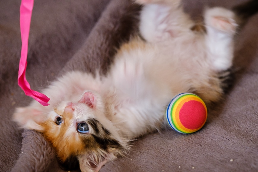Baby cat playing with ribbon
