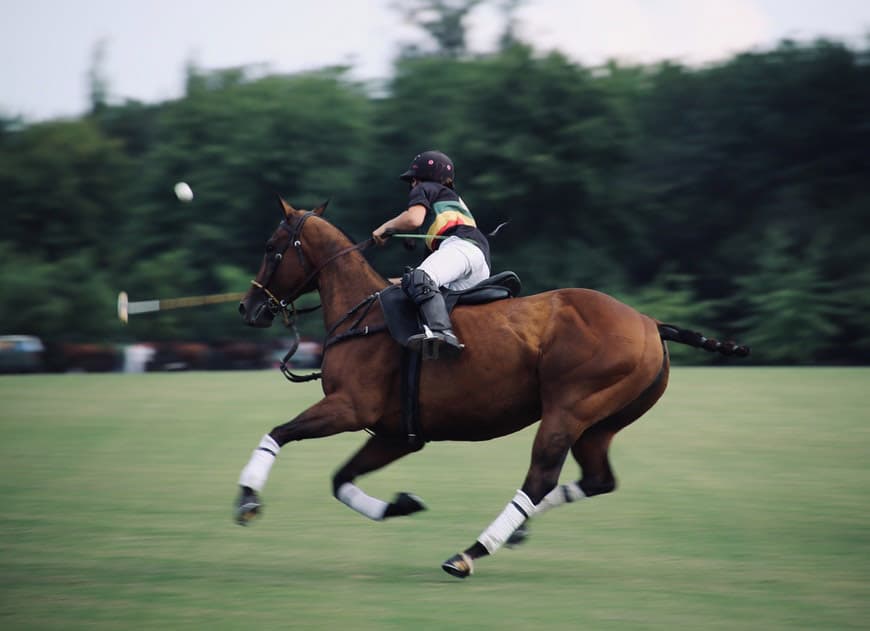 Galloping horse in game of polo