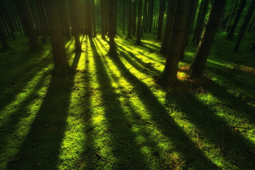 Light filtering through forest