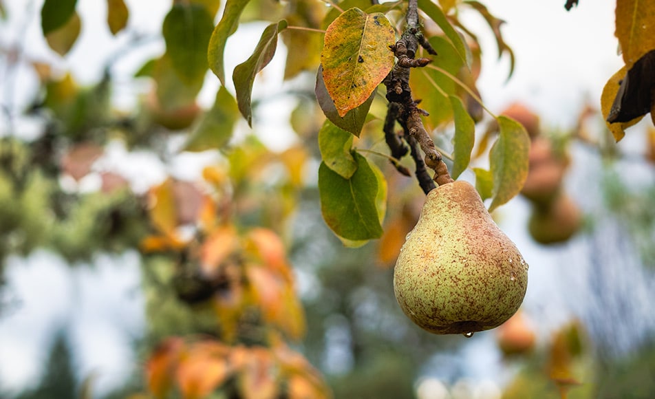 Nature photography of a pear tree
