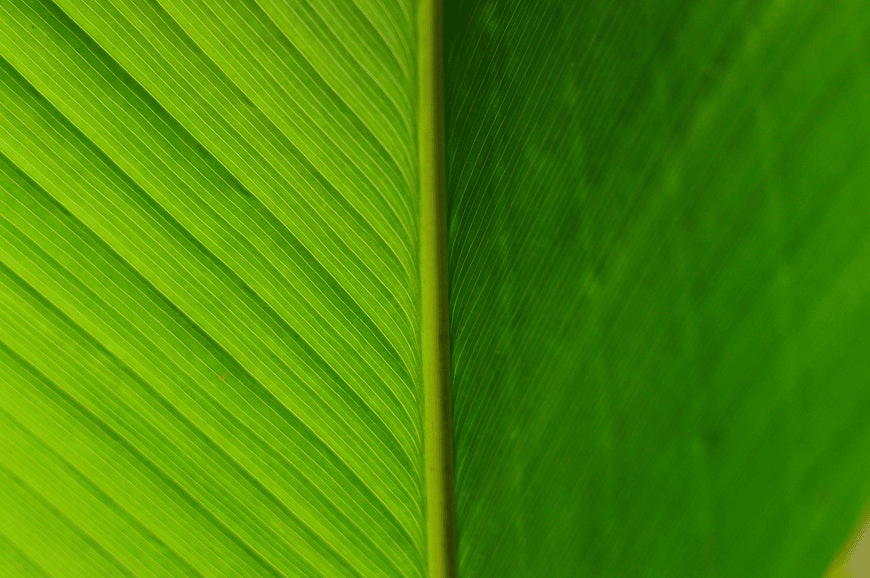Interesting leaf texture photographed up close