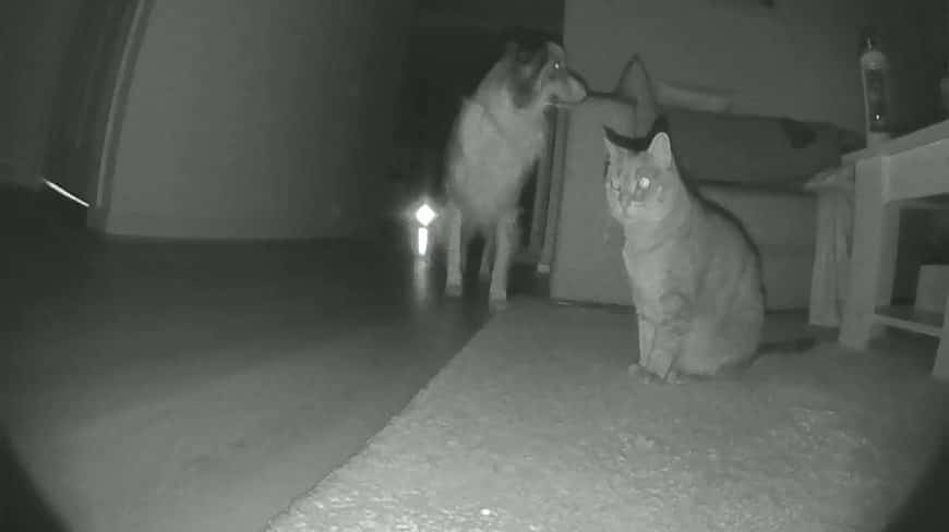 The infrared night mode on the Petcube Play 2 is quite decent.