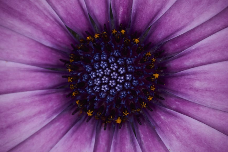 Macro photo of a flower using Godox macro ring flash
