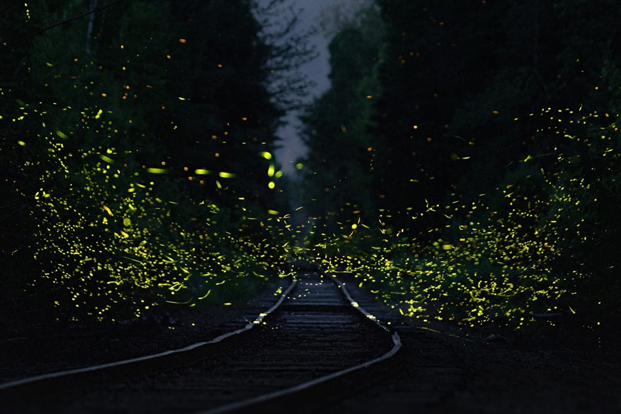 Fireflies along train track