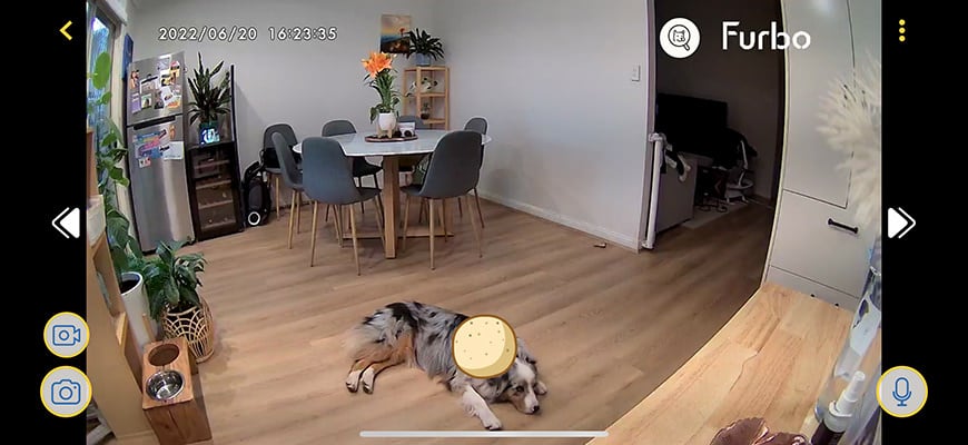Furbo 360° Dog Camera: [New] … curated on LTK