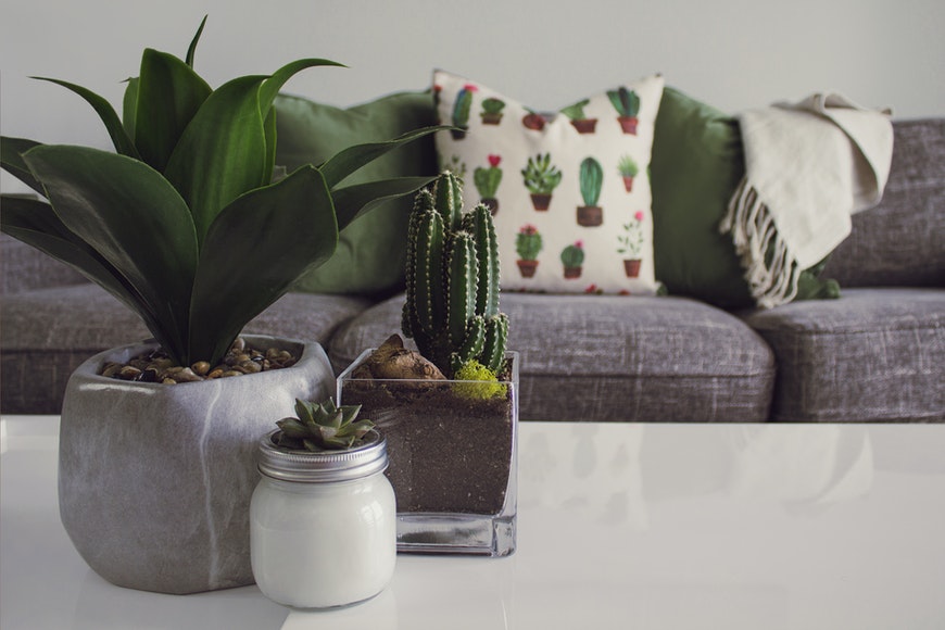 Photo of cactus plants in living space