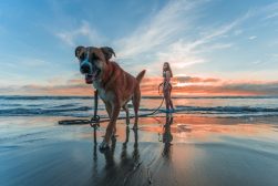 Photoshoot Ideas With Dogs -jacub-gomez