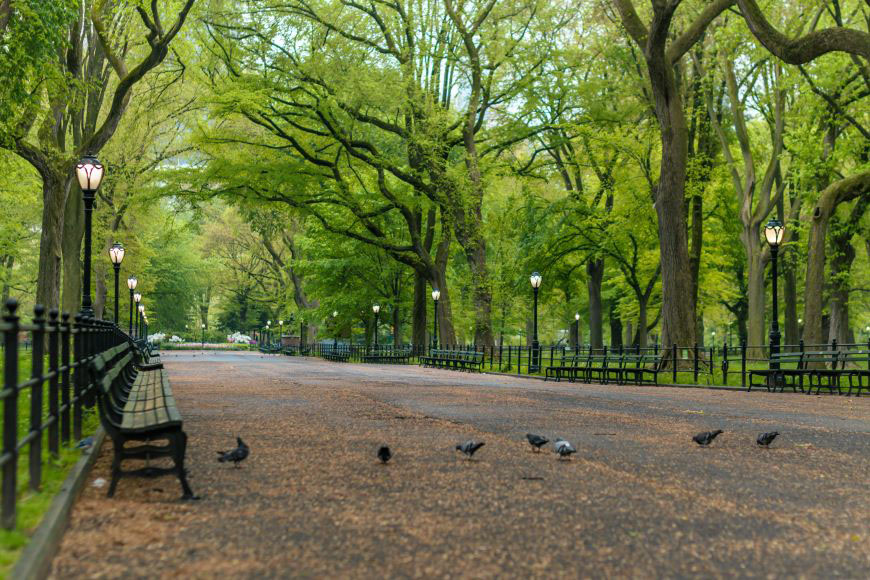 Central park in spring