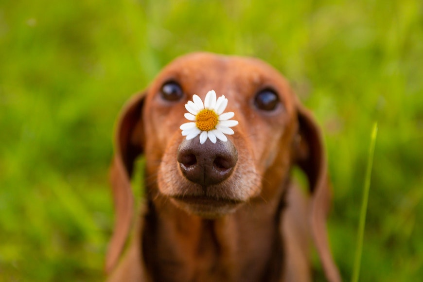 dog with flower on nose