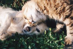 cat-dog-pets-rolling-ground