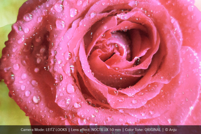 photo of rose petals