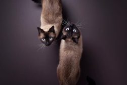 two siamese cats lokking up at camera