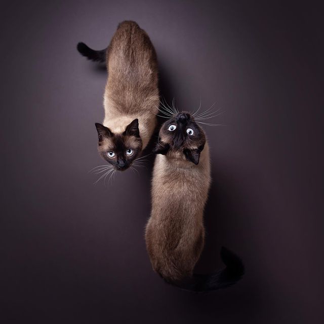 two siamese cats lokking up at camera