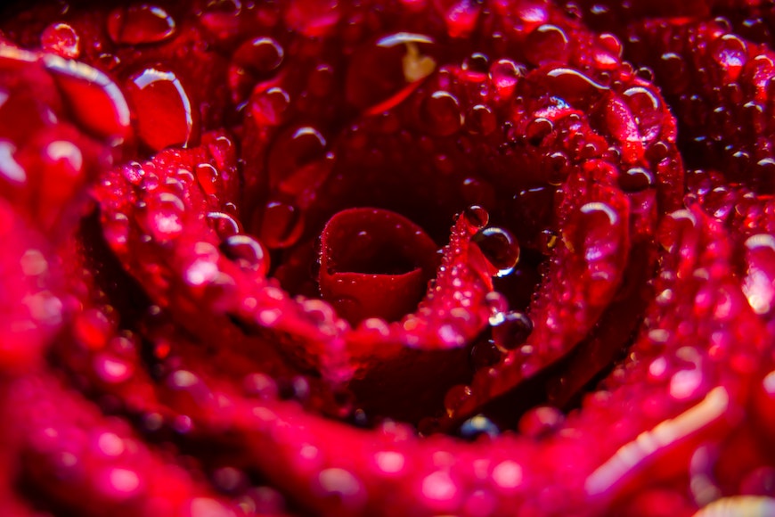 Macro image of rose with water drops