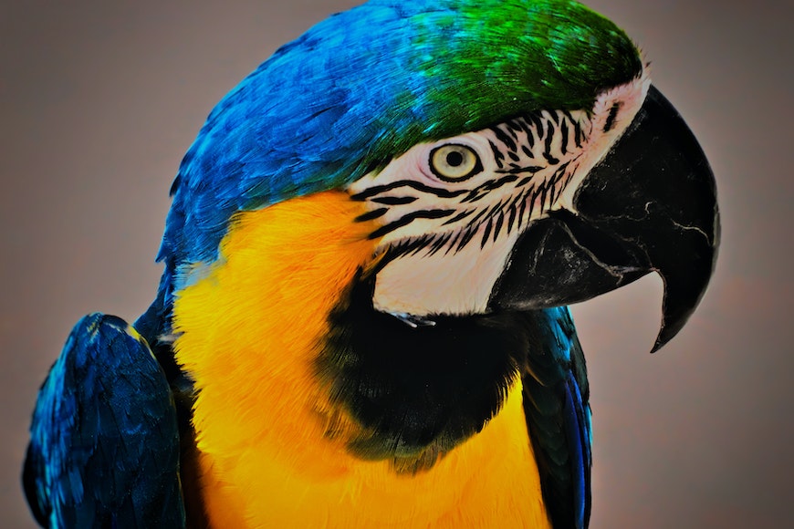 Close up of a parrot