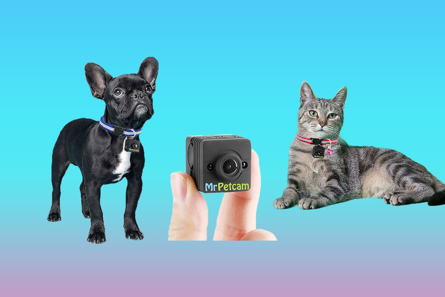 Best Cat Collar Camera in 2023 for Recording Feline Adventures
